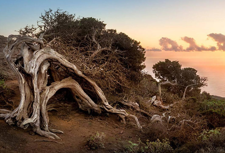 Sabinas modeladas por el viento en La Dehesa de El Hierro